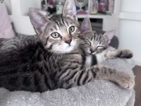 Bengal BKH mix kitten