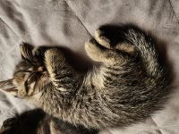 3 kleine Katzenbays
