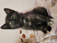 1 Katzenbaby weiblich
