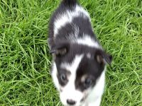 Australien Shepherd mix welpen