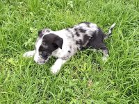 Australien Shepherd mix welpen
