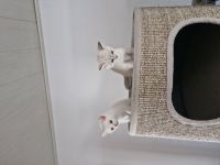 BKH Kitten Geschwister Pärchen