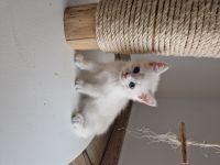 BKH Kitten