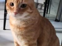 Atila, FIV positiv