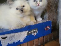 Wunderschöne Ragdoll Kitten