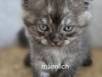 Bkh kitten
