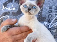 Kitten Devon Rex