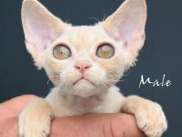 Kitten Devon Rex
