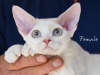 Kitten Devon Rex
