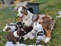 Miniature Australian Shepherd Welpen mit Papieren