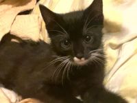 Baby Katze zu verkaufen