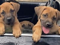 BOERBOEL, Welpe