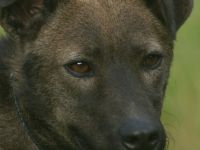 Rexy sucht ein ruhiges Zuhause