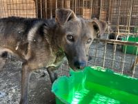 Rexy sucht ein ruhiges Zuhause