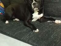Old English/Amerikanische Bulldogge