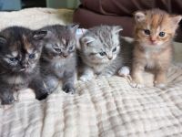 Liebevolle BKH Kitten Abzugeben