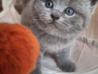BKH KITTEN
