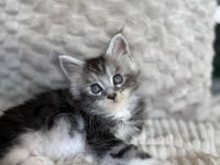 Reinrassige Maine Coon Kitten ab Ende August abzugeben
