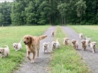 Golden Retriever Welpen noch 4 Rüden Abgabebereit