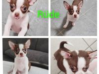 Nur noch 1 Rüde  Reinrassige Chihuahua