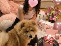 Chow Chow -  Mädchen 🐶