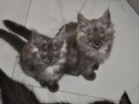 Maine Coon Kitten Black Smoke/ Black Solid