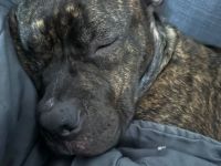 Odie sucht liebevolle Familie