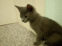 Russisch Blau Kitten