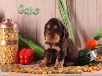English Cocker Spaniel Welpen mit Ahnentafel