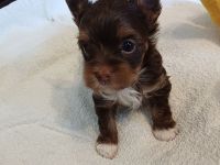 Schokoyorkshireterrier  Rüde