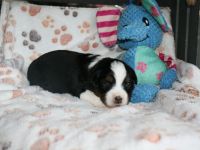 Traumhafte Toy/Mini Aussie Welpen