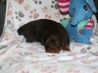 Traumhafte Toy/Mini Aussie Welpen