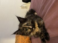 Katzenbabys