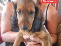 Dackel  welpen