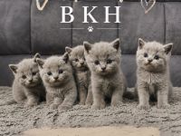 BKH britisch kurzhaar katze 🩶