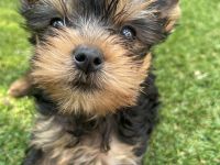 3 reinrassige Yorkshire Terrier Welpen, Hündinnen, suchen ein neues Zuhause