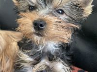 Sehr klein bleibende Yorkshire Terrier Hündin, Welpe, sucht ein neues Zuhause