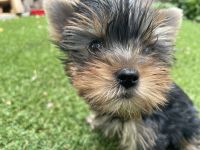 Yorkshire Terrier Welpen, Hündinnen