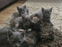 Flauschige BKH Siam Mix Kitten suchen ein neues Zuhause!