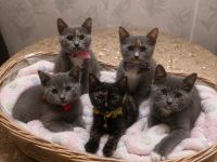 Flauschige BKH Siam Mix Kitten suchen ein neues Zuhause!