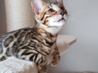 Traumhafte Bengalkatze sucht ihr Körbchen! Die Letzte aus unserem Wurf!