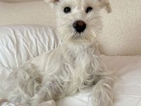 Mini Schnauzer Junge