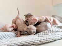 Sphynx kitten