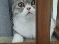 Britisch Kurzhaar (BKH) Kater, 7 Monate, liebevolles Zuhause gesucht ❤️