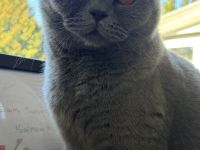 BKH und BKH Mix herzensgute Katzen