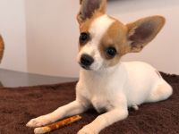 2 Chihuahua-Welpen suchen ein liebevolles Zuhause