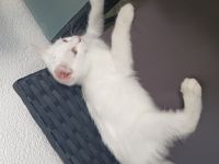 Wunderschöner BKH Kater