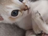 Singapura Kitten Kätzchen Katze Kater