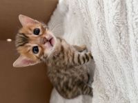 Reinrassige Bengal Kitten