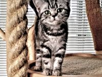 Britisch-Kurzhaar-Silbertabby-Classic,  Berlin-Nordost